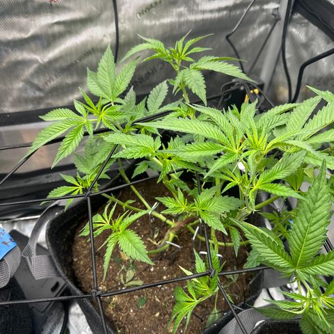 Iraida  growlog timeline photo