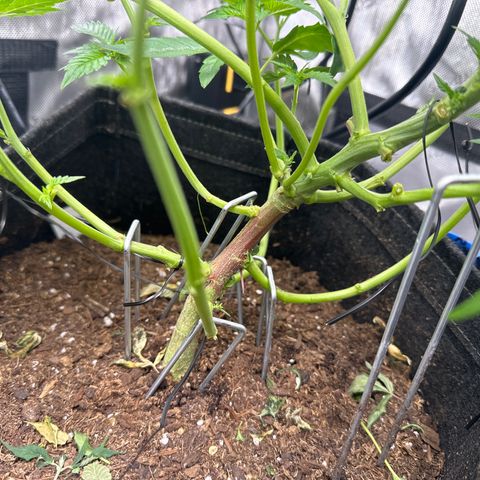 Iraida  growlog timeline photo