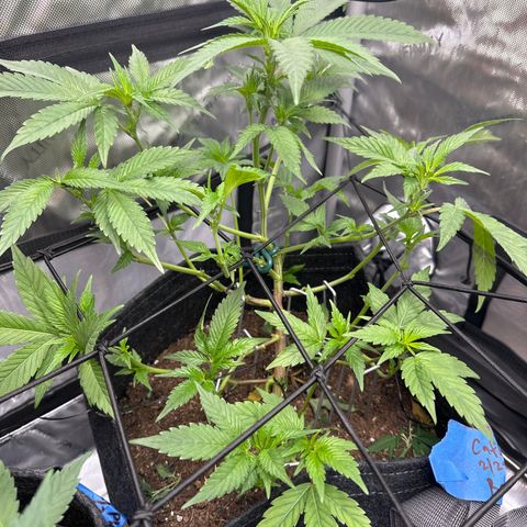Rebecca  growlog timeline photo