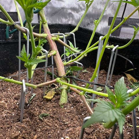Rebecca  growlog timeline photo