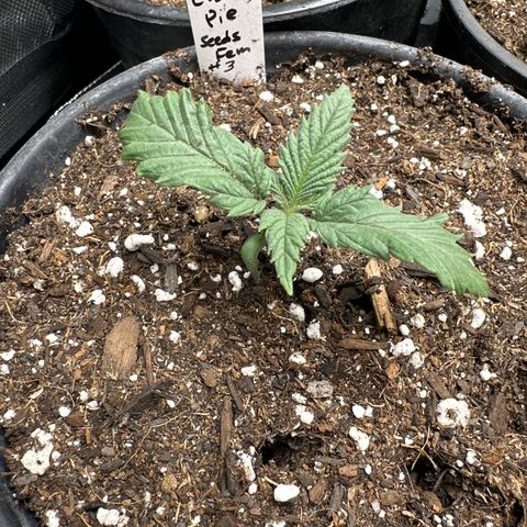 Cherry Pie - ILGM growlog photo: 3 seedlings for cherry pie. #1, 2 and 3