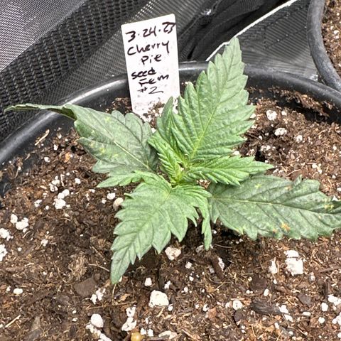 Cherry Pie - ILGM growlog timeline photo