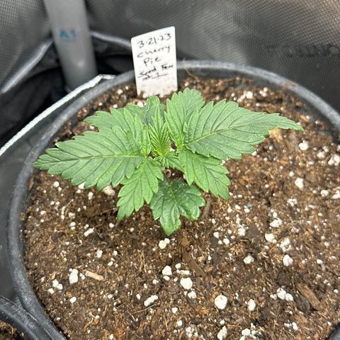 Cherry Pie - ILGM growlog timeline photo
