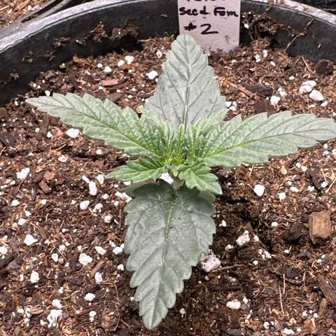 Cookies & Cream - ILGM growlog photo: 3 seedlings- 1, 2, 3