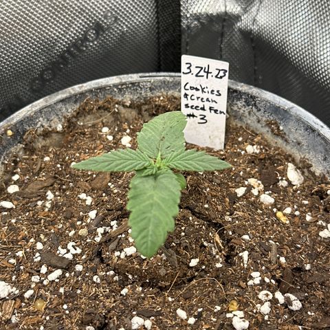 Cookies & Cream - ILGM growlog photo: 3 seedlings- 1, 2, 3
