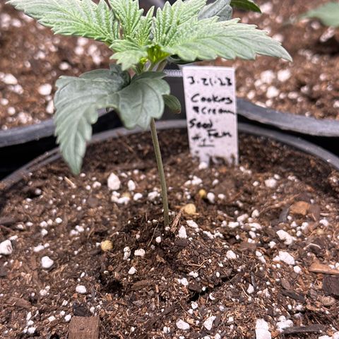 Cookies & Cream - ILGM growlog photo: 3 seedlings- 1, 2, 3