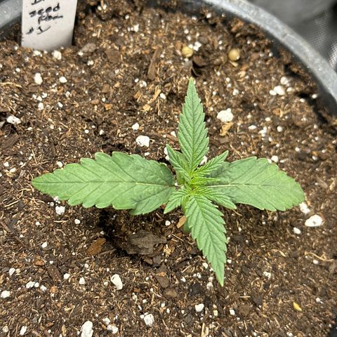 Sour Diesel - ILGM growlog photo