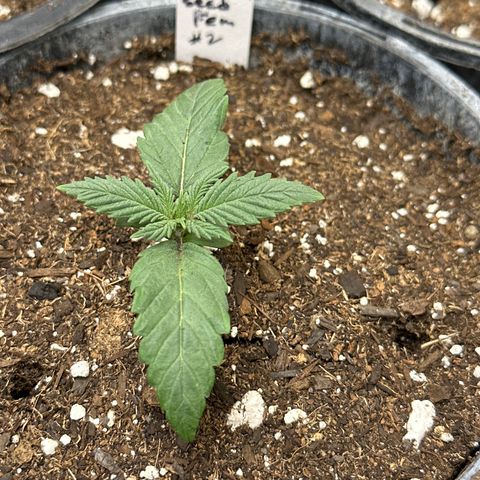 Sour Diesel - ILGM growlog photo