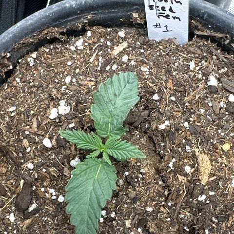 Sweet Tooth - ILGM growlog photo: only 1 out of 3 sprouted. 2 out of 3 seeds germinated.  