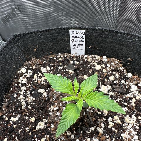 Bruce Banner Autoflower - ILGM growlog photo: 3 of 3 germinated and in week 2 of seedling. 