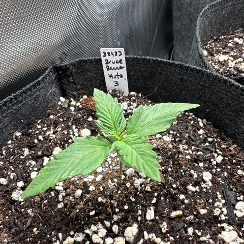 Bruce Banner Autoflower - ILGM growlog photo: 3 of 3 germinated and in week 2 of seedling. 