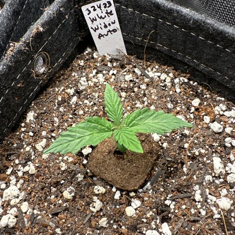 White Widow Autoflower - ILGM growlog photo: 4 out of 4 seeds germinated and in week 2 of seedling