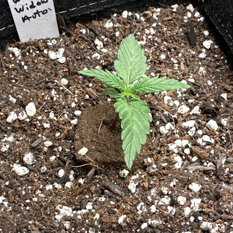 White Widow Autoflower - ILGM growlog photo: 4 out of 4 seeds germinated and in week 2 of seedling