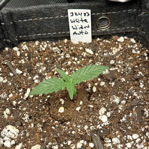 White Widow Autoflower - ILGM growlog photo: 4 out of 4 seeds germinated and in week 2 of seedling