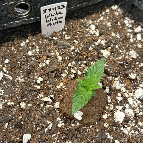 White Widow Autoflower - ILGM growlog photo: 4 out of 4 seeds germinated and in week 2 of seedling
