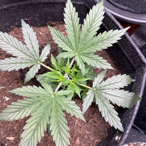 Kim growlog timeline photo