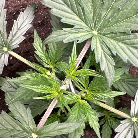 Kim growlog timeline photo