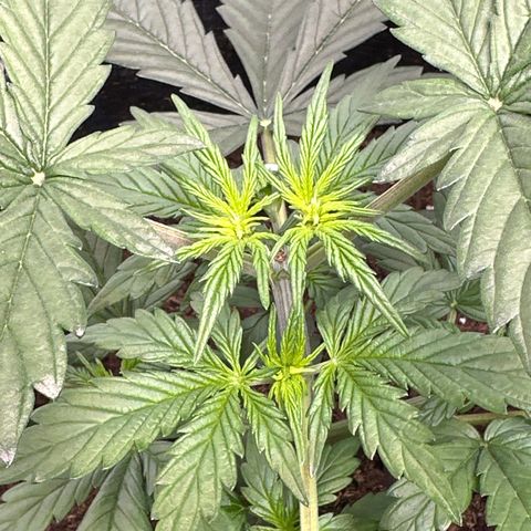 Tiny  growlog timeline photo