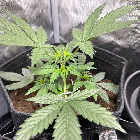 Tiny  growlog timeline photo