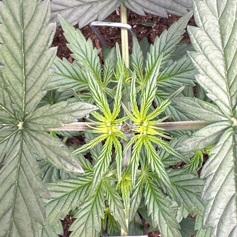 Tiny  growlog timeline photo