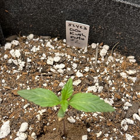 OG Kush - ILGM growlog timeline photo