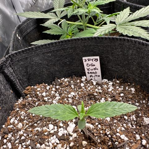 OG Kush - ILGM growlog timeline photo
