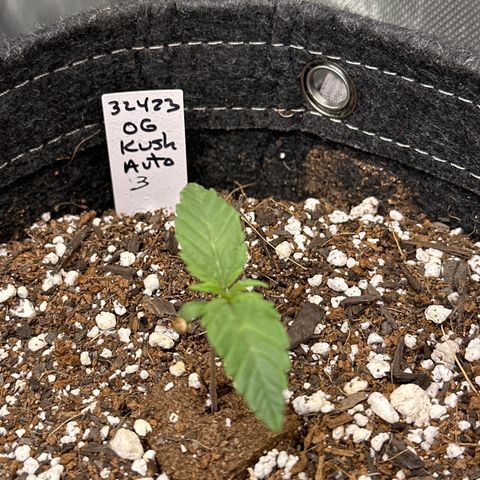 OG Kush - ILGM growlog timeline photo