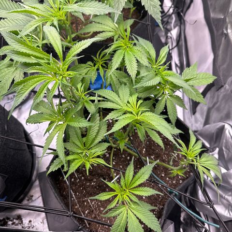 Miri Miri growlog photo: start of week 3 