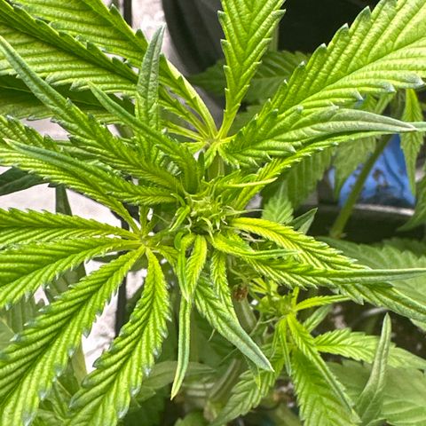 Miri Miri growlog photo: start of week 3 