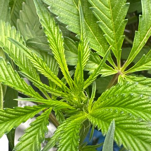 Miri Miri growlog photo: start of week 3 