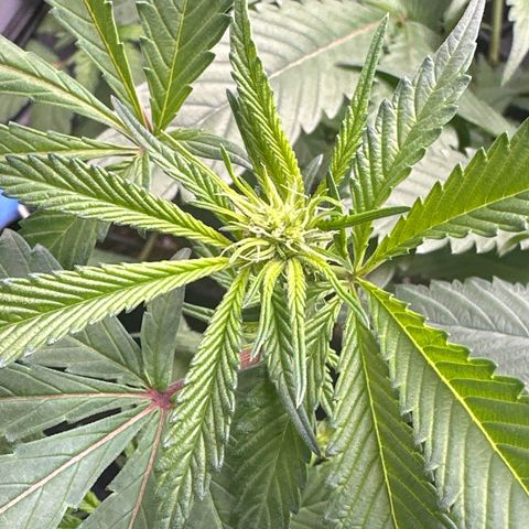 Michelle growlog photo: start of week 3 flower 