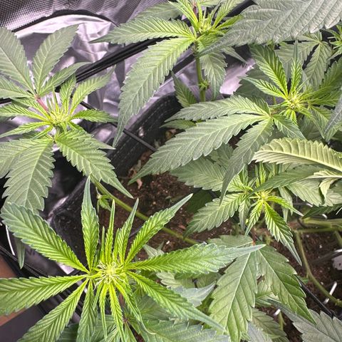 Michelle growlog photo: start of week 3 flower 