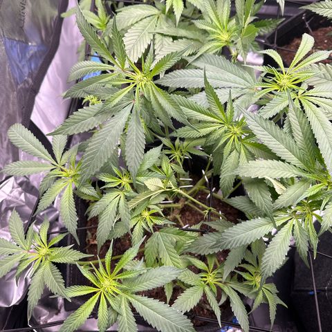 Michelle growlog photo: start of week 3 flower 