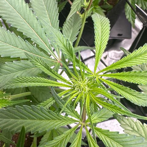 Michelle growlog photo: start of week 3 flower 