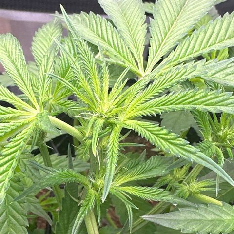 Iraida  growlog photo: start of week 3 flower 