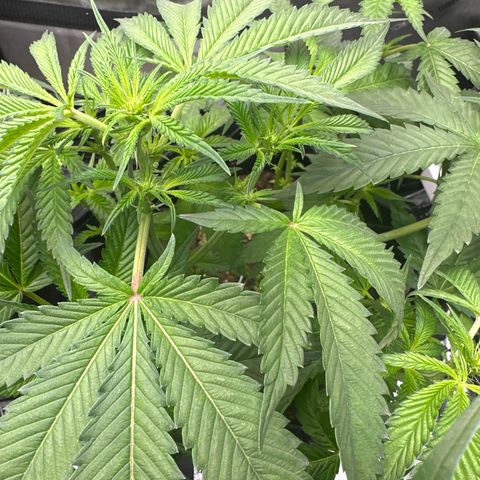 Iraida  growlog photo: start of week 3 flower 