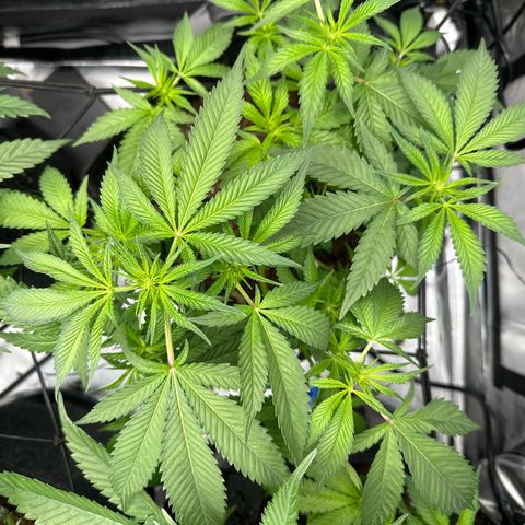 Iraida  growlog photo: start of week 3 flower 