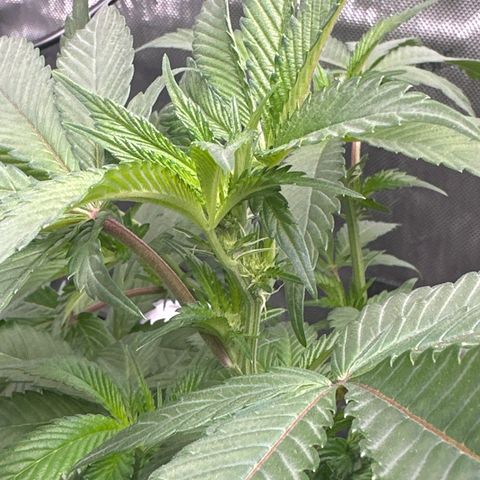 Rebecca  growlog photo: start of week 3 flower