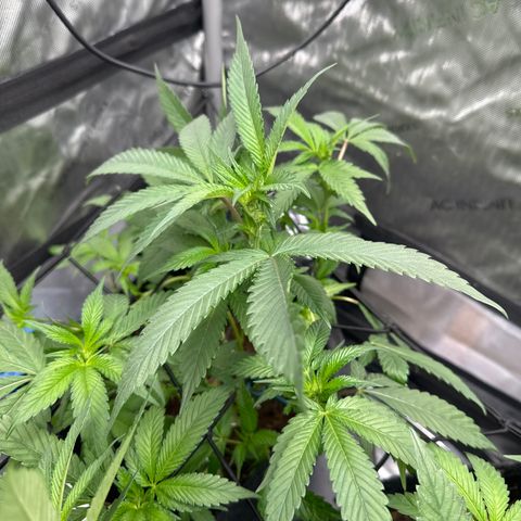 Rebecca  growlog photo: start of week 3 flower