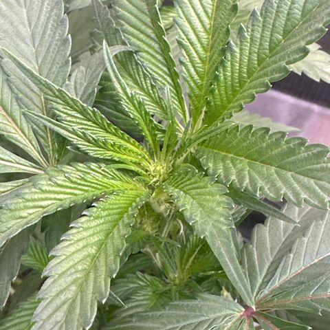 Rebecca  growlog photo: start of week 3 flower