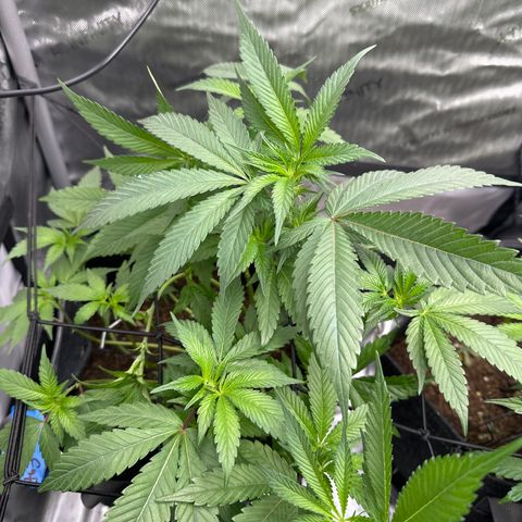 Rebecca  growlog photo: start of week 3 flower
