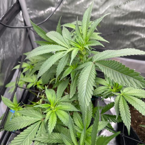 Rebecca  growlog photo: start of week 3 flower