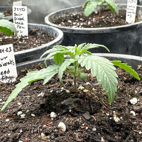 Sour Diesel - ILGM growlog photo: Veg