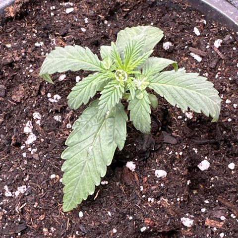 Sour Diesel - ILGM growlog timeline photo
