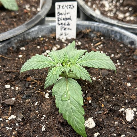 Sour Diesel - ILGM growlog timeline photo