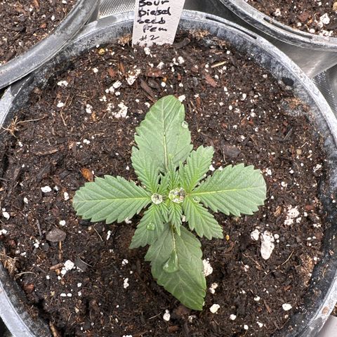 Sour Diesel - ILGM growlog timeline photo