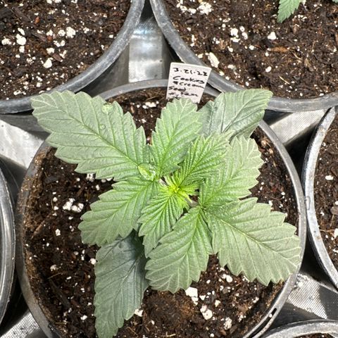 Cookies & Cream - ILGM growlog timeline photo