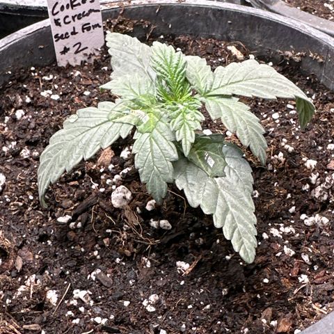 Cookies & Cream - ILGM growlog timeline photo