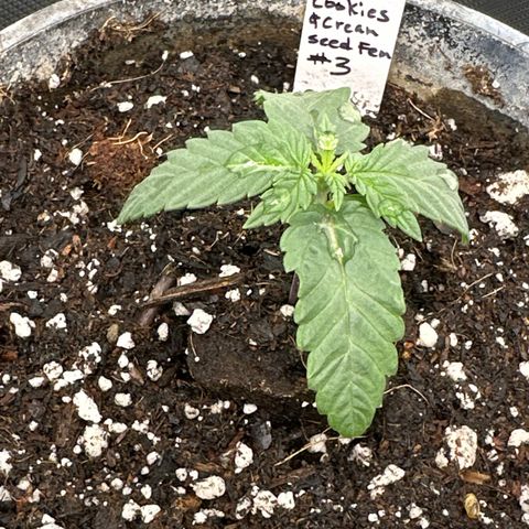 Cookies & Cream - ILGM growlog timeline photo