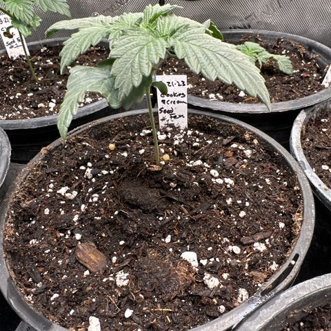 Cookies & Cream - ILGM growlog timeline photo